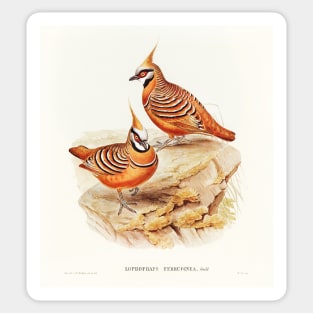 Rust-coloured Bronzewing Sticker